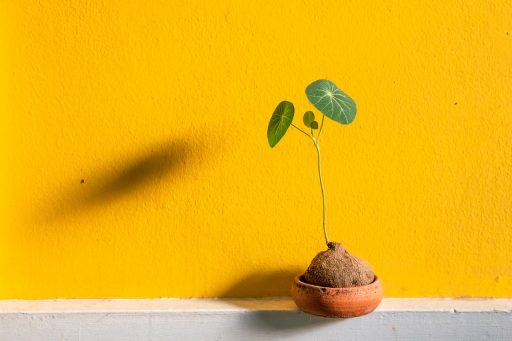 Stijlvolle keramische design plantenbak met een grote bladplant in een modern interieur