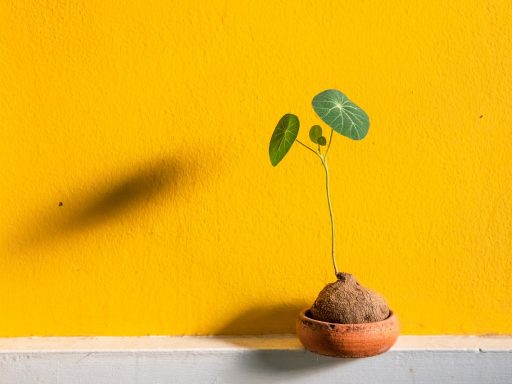 Stijlvolle keramische design plantenbak met een grote bladplant in een modern interieur