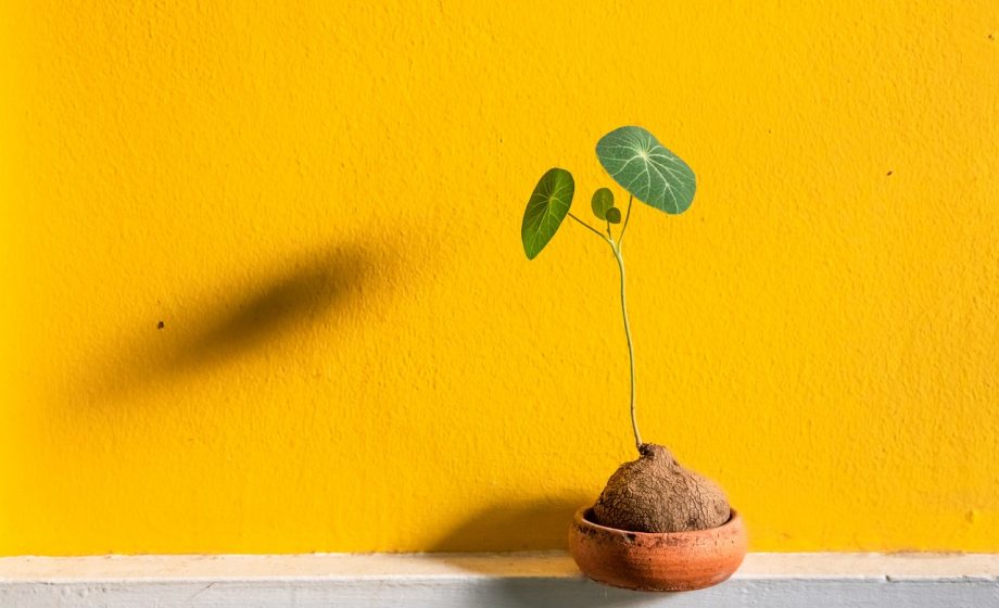 Stijlvolle keramische design plantenbak met een grote bladplant in een modern interieur