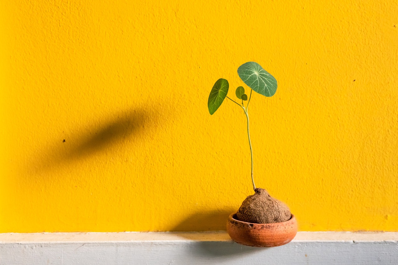 Stijlvolle keramische design plantenbak met een grote bladplant in een modern interieur